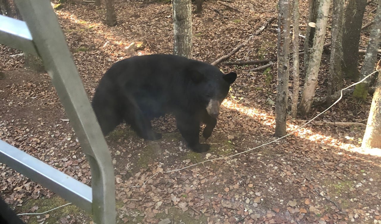 A black bear roaming through a campsite.