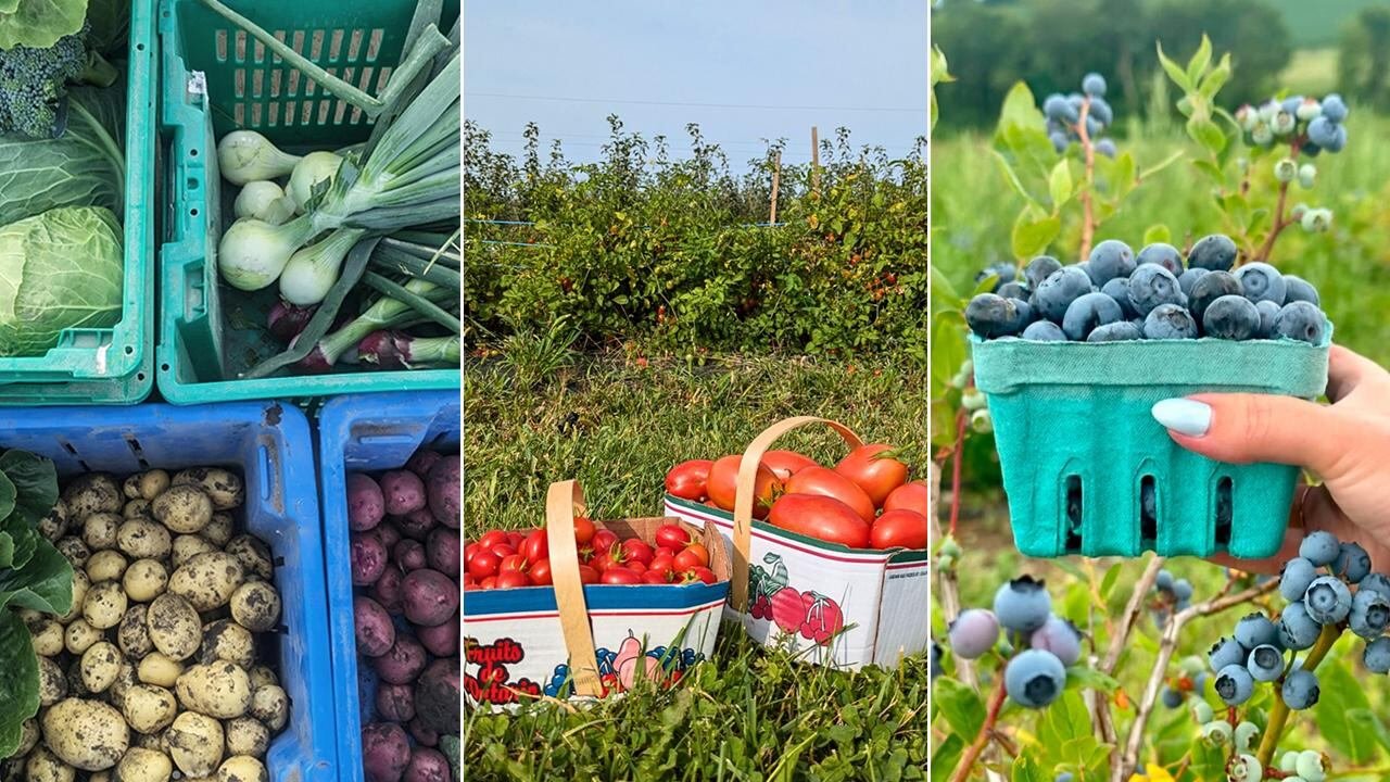 default-160 Left: aerial view of crates filled with freshly harvested root vegetables; center: two containers of tomatoes in a garden; right: a hand holding a pint of blueberries against a backdrop of blueberry bushes.